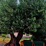 Olivo - Lixouri
