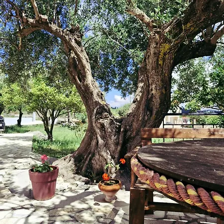 Olivo - Apartment